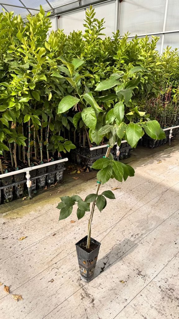 On October 4, we’ll gather for Fall Planting Day at the Phoenix Food Forest—and this year we’ve been blessed with a HUGE gift: 10,000 lemon trees ! Donate now through our and help us bring these lemon trees home to AZ from CALi: tinyurl.com/3pc2adv2