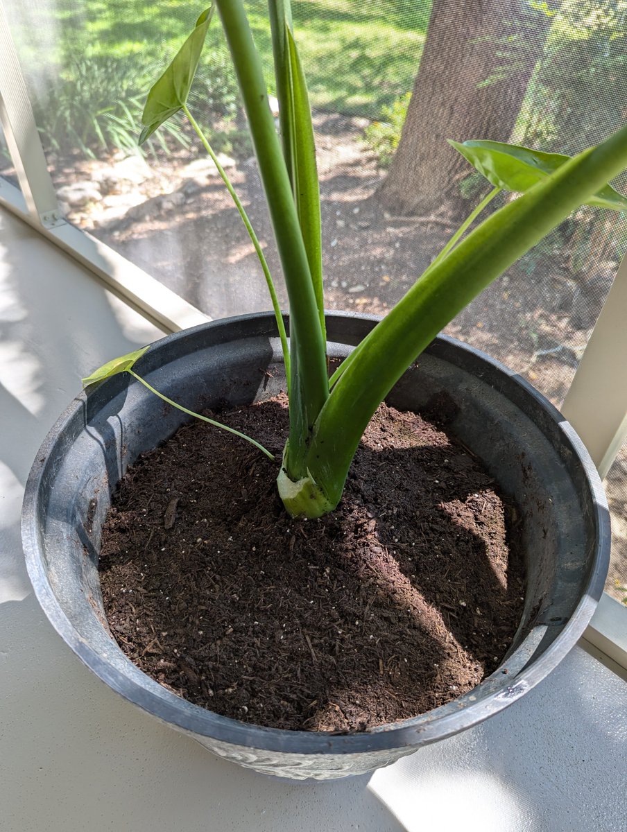 JayBrunet's tweet image. Bigger pot, more dirt, trim the dead weight. #resourceallocation 🌱