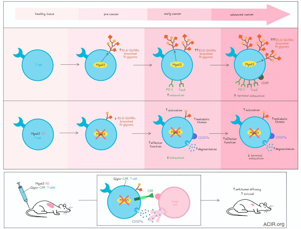 Azevedo et al. found that aberrant glycosylation drives T cell exhaustion, starting in early tumors  <a href="/A__Fernandes12/">Ângela Fernandes</a> <a href="/DelgoffeLab/">Delgoffe Lab</a>  <a href="/Cat__Azevedo/">Catarina M. Azevedo</a> <a href="/Salome_S_Pinho/">Salome Pinho</a>. Read about it here: bit.ly/3UW9sXh