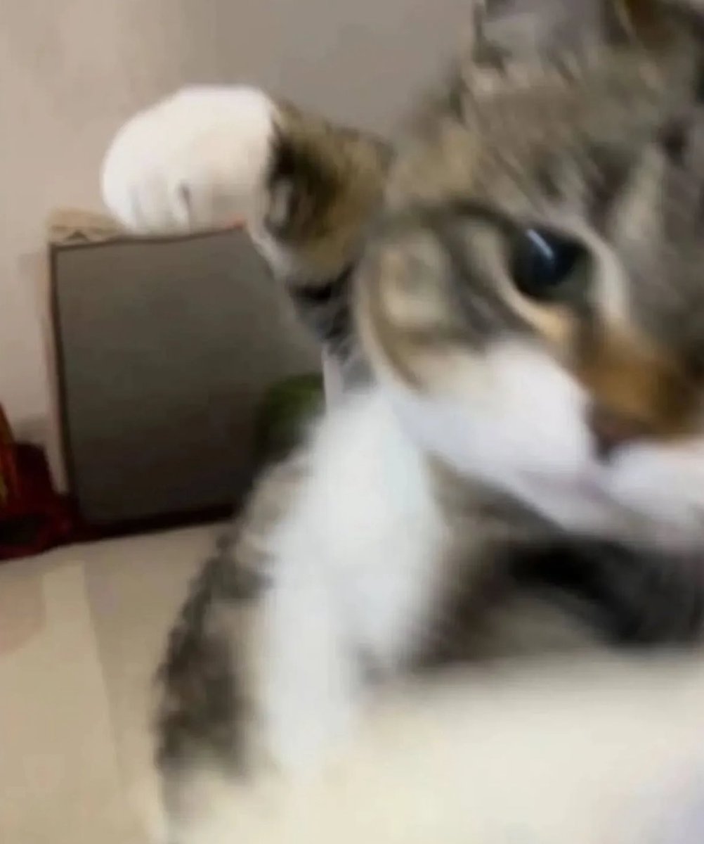 💖 (@twaniimals) on Twitter photo 