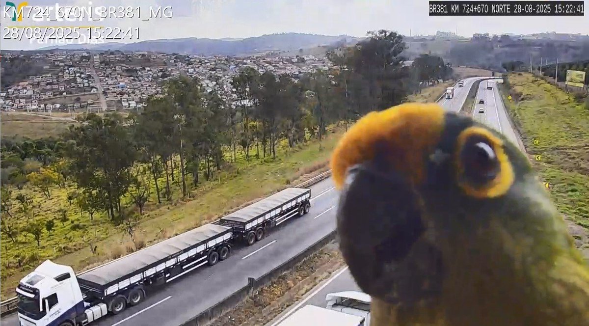 🦜Registro inusitado: periquito interage com câmera da Arteris Fernão Dias, em Carmo da Cachoeira/MG.

Veja:  youtu.be/raj9ECCssp0

#ArterisFaz
