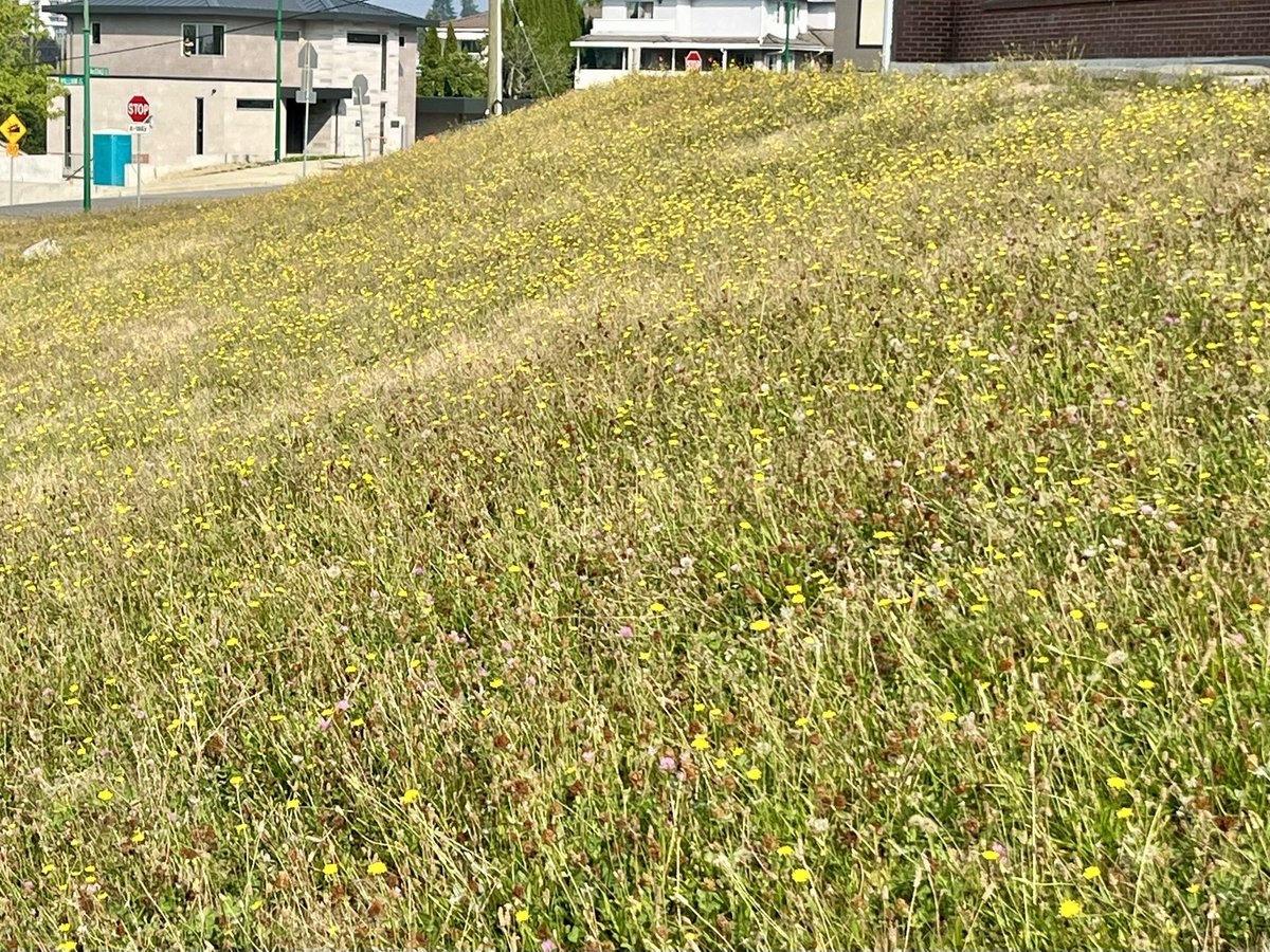 MrsKGillett's tweet photo. @burnabyschools All Burnaby schools have no grass, only foot-long weeds for kids to play on. Too bad everyone knew the first day was coming months ago! Any response? #Burnaby #SchoolSafety
#BSD https://t.co/SOZjQCIitn