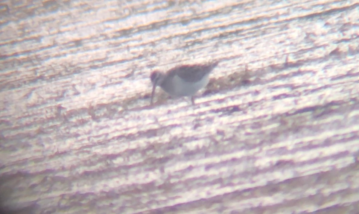 Having dipped on Monday, I was delighted that Ireland's 20th Stilt Sandpiper hung around for me this evening ✅