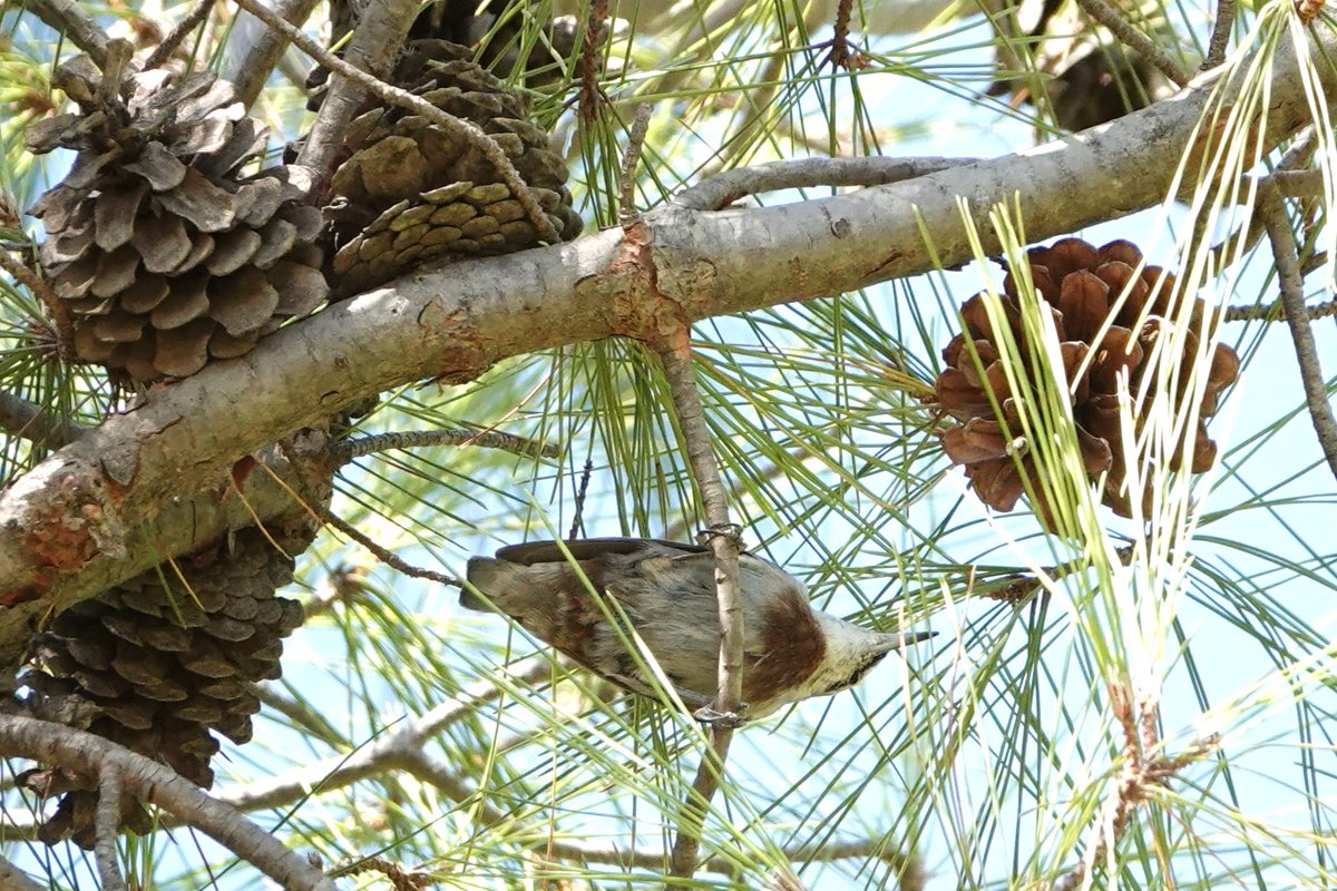 ELBF2010's tweet image. #lesvos - Day 4: 3rd September 2025
37c! Far too hot for any full on birding but still managed a s walk around Achladeri where the Kruper's Nuthatch obliged and a potter round Loutzaria before dinner.  blueeyedbirding.blogspot.com/2025/09/lesvos… #BirdsSeenIn2025 @LesvosBirdNews