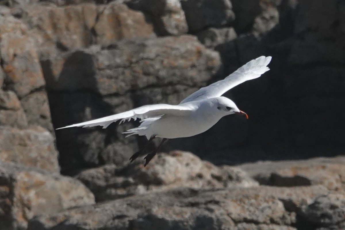 Steve Rosser tweet media