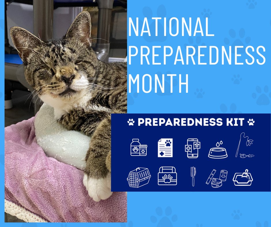September is National Preparedness Month! 
Don't forget your feline overlords. 🐱 Build a kit with their food, meds, and a carrier. Plan how to keep them safe. A prepared pet parent = a happy, healthy cat!