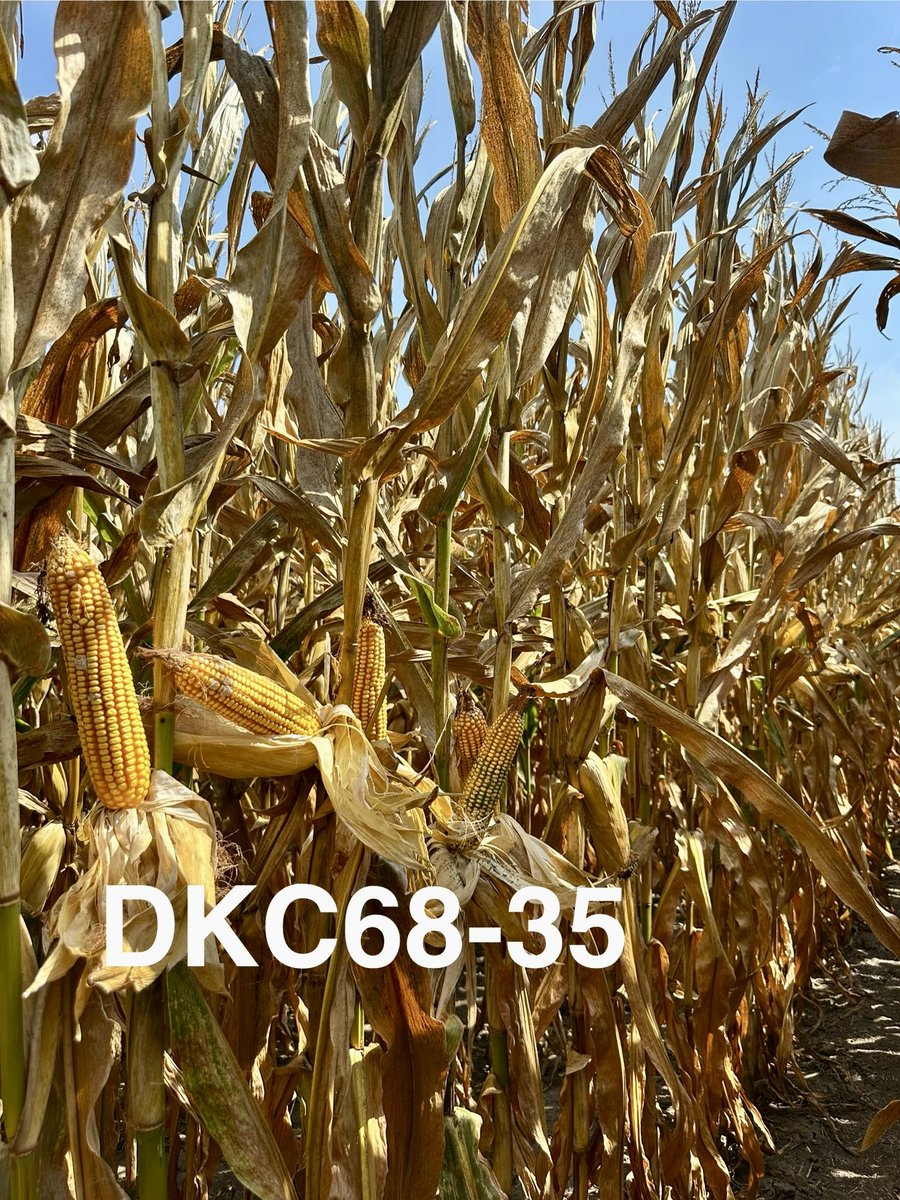 Just got done walking a great impact in the MO River Bottoms. As everyone knows, rust is terrible this year. 68-35 has been a huge product for top end, but for MO I like B14C59 and many other options we have today and coming. <a href="/BrevantseedsUS/">Brevant seeds U.S.</a>