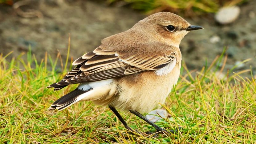 Aidan G. Kelly (@agk10k) on Twitter photo A few of the many Sabine’s Gulls we saw over the weekend at Bridges of Ross, Co. Clare. Plus a juv. Arctic Skua flushing a Grey Phalarope off the sea. This confiding Northern Wheatear landed right beside us to shelter from the wind. A few of the many Sabine’s Gulls we saw over the weekend at Bridges of Ross, Co. Clare. Plus a juv. Arctic Skua flushing a Grey Phalarope off the sea. This confiding Northern Wheatear landed right beside us to shelter from the wind.