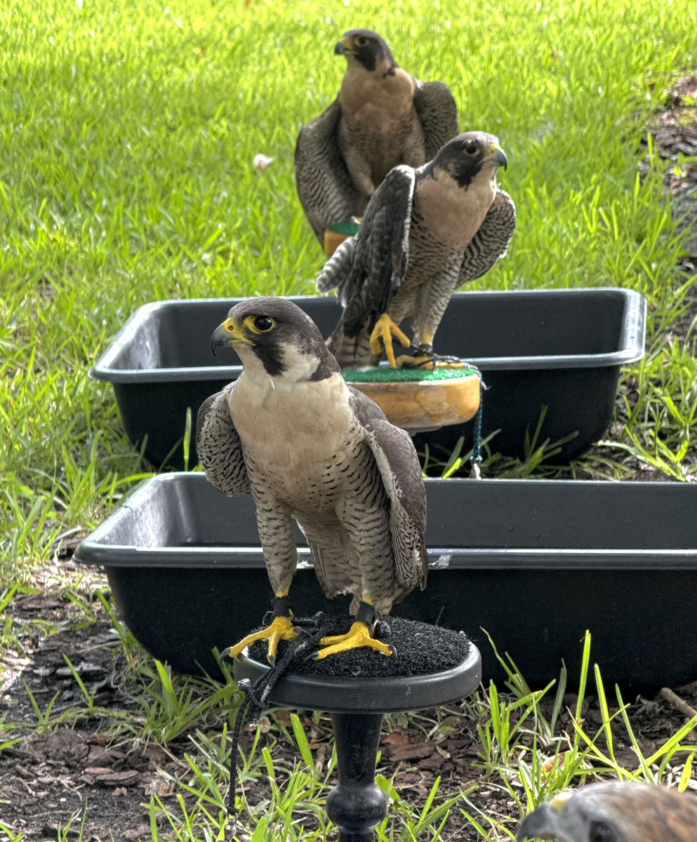 Peregrine falcons on the perch. #rescue #bird #birds #birdsofprey #raptor  #feather #wing #wildlife #birdsofflorida #love #floridabird #birdsonearth #birds_captures #falcon #perengrinefalcon