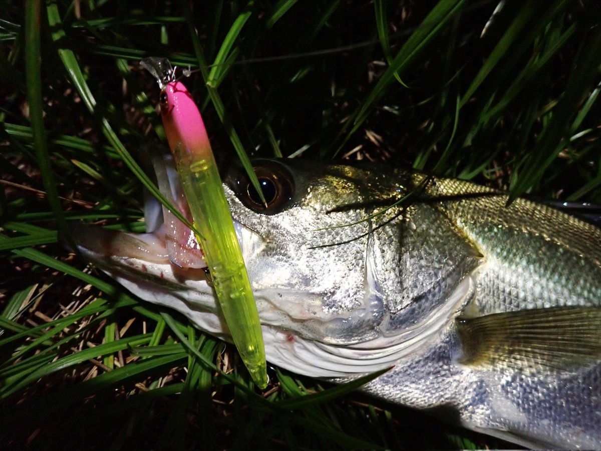 daiwa - Search / X
