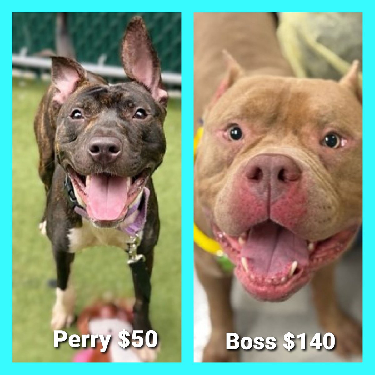 Julie๐ป๐พ (@myboxerluvmac1) on Twitter photo ๐ข 2 Sweethearts
All Relisted for: 9/4๐
โช๏ธLow in Pledges
#NYCACC ๐ข
โช๏ธPerry 50
โช๏ธBoss 140
๐ขAll need #Fosters/#Adopters 2 save!
โฝIf in N.East, apply 2 save:
โช๏ธPls DM: <a href="/CathyPolicky/">Cathy Policky</a>
Tysvm
๐ ๐ข 2 Sweethearts
All Relisted for: 9/4๐
โช๏ธLow in Pledges
#NYCACC ๐ข
โช๏ธPerry 50
โช๏ธBoss 140
๐ขAll need #Fosters/#Adopters 2 save!
โฝIf in N.East, apply 2 save:
โช๏ธPls DM: <a href="/CathyPolicky/">Cathy Policky</a>
Tysvm
๐