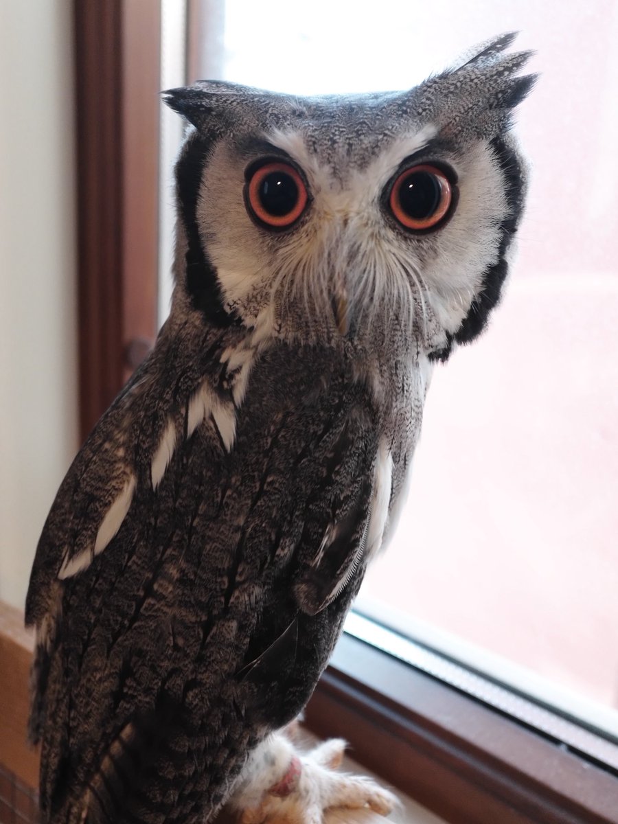 アフリカオオコノハズクのごま🦉 (@sesame_owl) on Twitter photo 