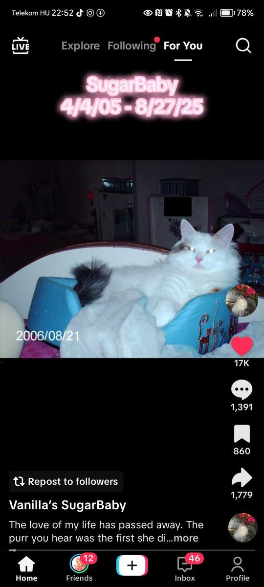 my favorite tiktok cat just passed away. im so devastated :( lived such a long life tho precious baby