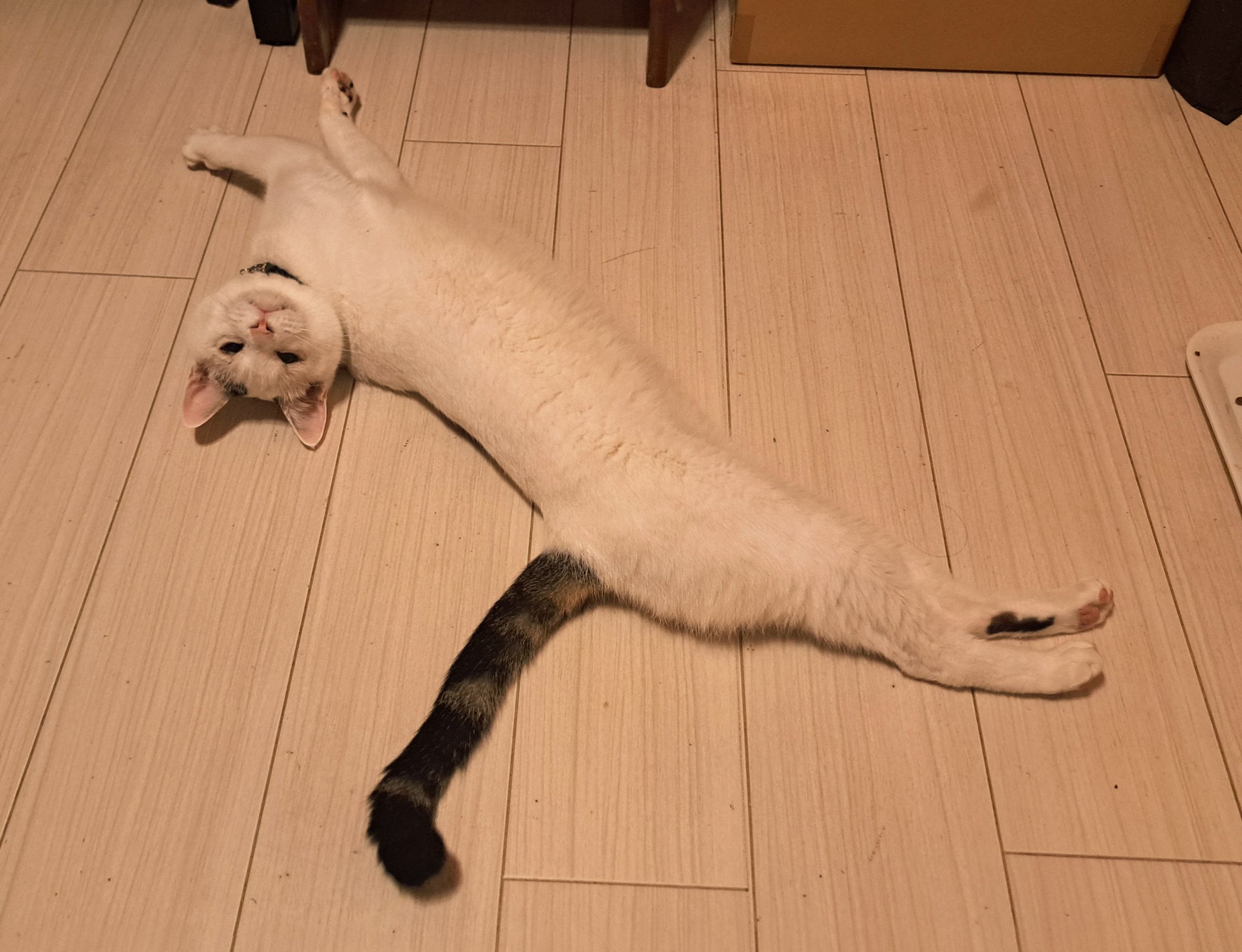 ねこねこページ(o^^o) ねこのしっぽ オンラインストア［ミャオン］A4サイズ スケッチ