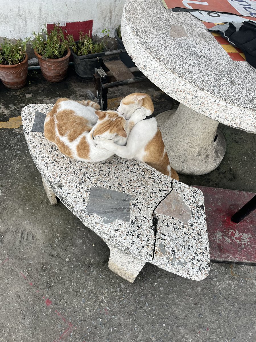 Tinybudd ft. เพื่อนเช่า | ทำการบ้าน tweet media