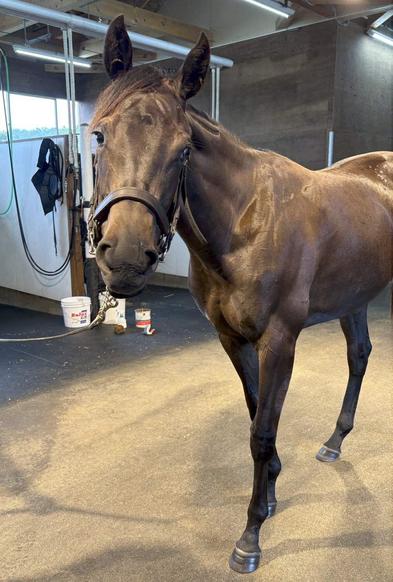 TNRacing_keiba's tweet image. 【アスコルティの2024】牝1（9/1 NF愛馬レポートより）
馬体重420kg、8/20にノーザンファーム空港へ移動済み
気性は大人しく扱いやすいタイプとのこと🐴
（写真は8/30）
#コントレイル #四位厩舎 #ノーザンファーム #セレクトセール