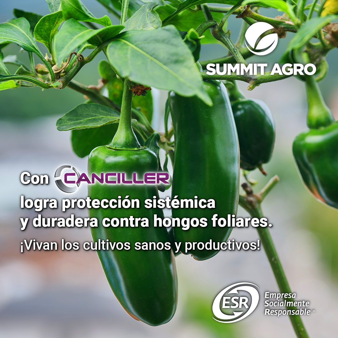 Si decides cómo y con qué alimentar a los tuyos, estás sembrando independencia. 🇲🇽 

#independencia #mexico #diapatrio #cultivo #campomexicano