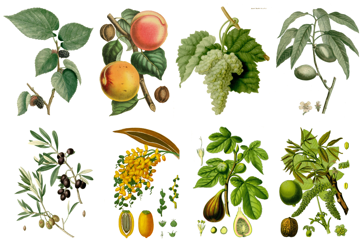 Planting for a Mediterranean Future: Use the PFAF Database to Choose Climate-Ready Edibles. Many temperate gardens are shifting toward summer-dry, winter-wet conditions: hotter spells, longer dry periods, surprise frosts, and stronger winds. Read More: pfaf.org/plants/plantin…