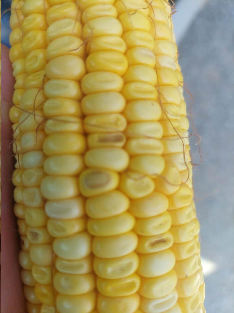 heather miller tweet media