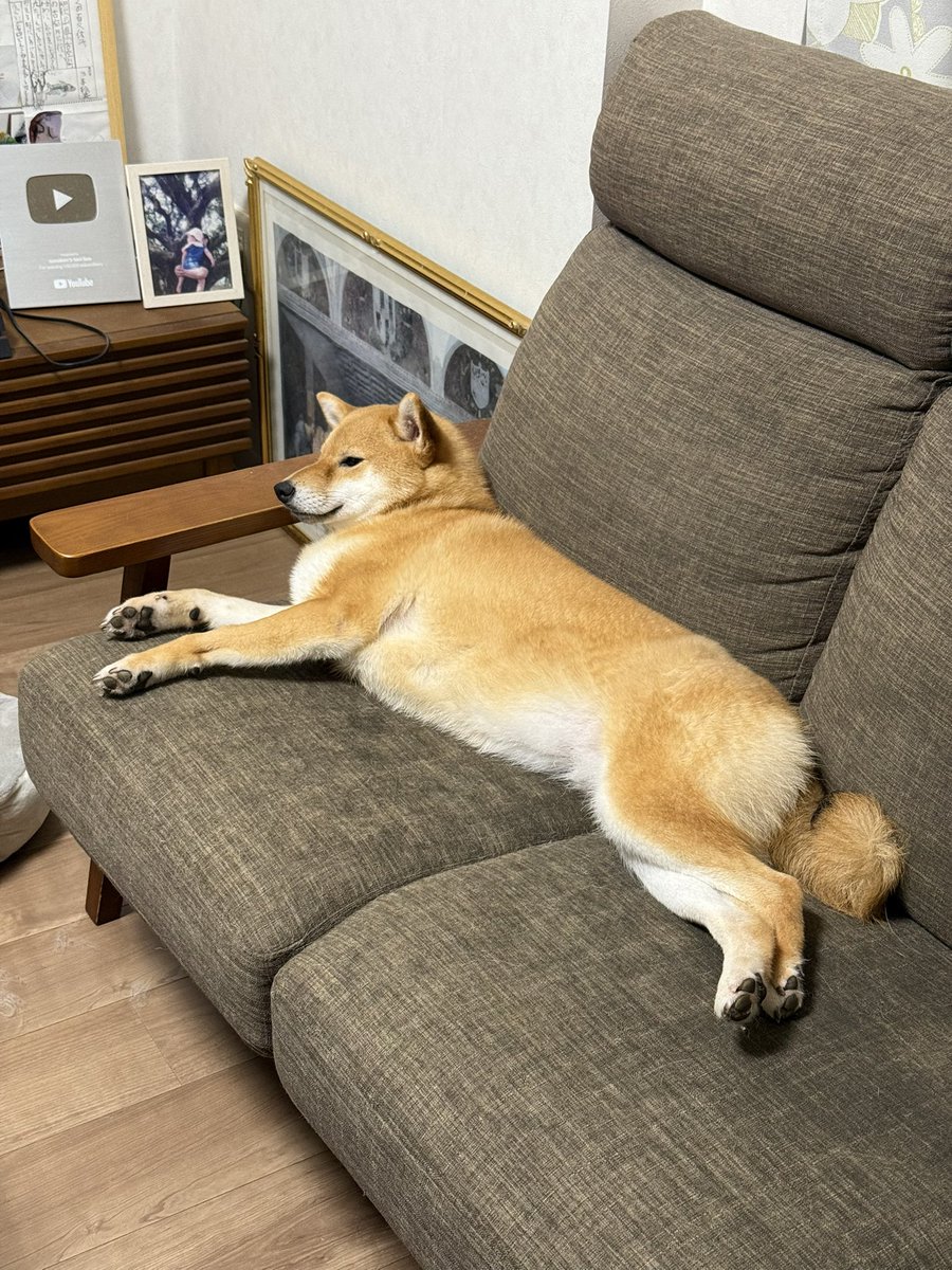 Marron20190807's tweet photo. 本日の主役
ココちゃん誕生日おめでとう🎂 https://t.co/kXg5nENYT5
