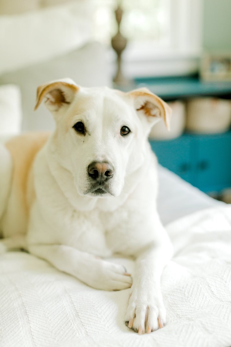 GrahamNeff's tweet image. A hard, hard day for the Neff Family saying goodbye to our boy Bart. For 14 great years he was our first boy and best buddy. Gentle, dependable, fun - will forever be part of our family’s heart.

“Be the person your dog thinks you are.”