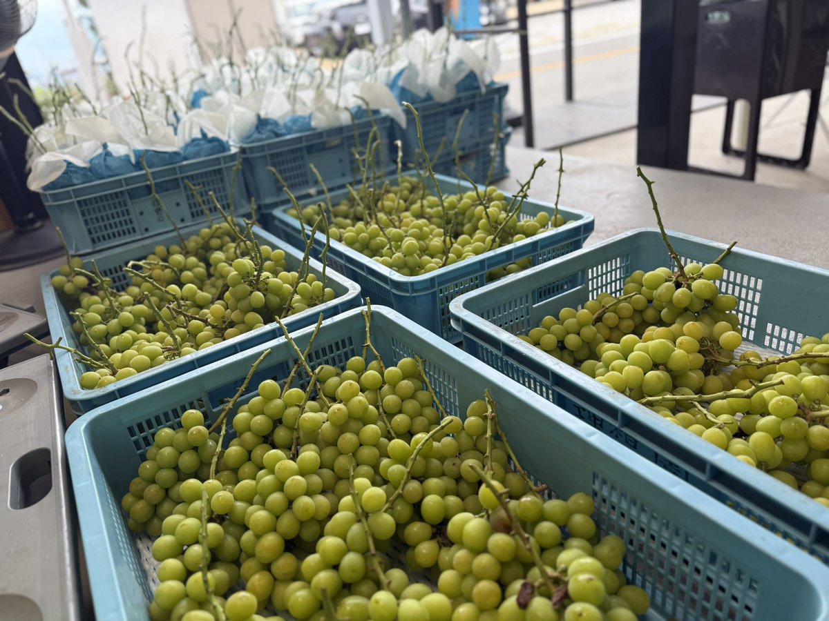 kusashio's tweet image. 9月4日（木）おはようございます。完熟シャインマスカット、訳ありシャインマスカットが本日から販売します＼(^^)／甘さは、バッチリ。家庭用にオススメです♪ちなみに試食パックにも入ります。