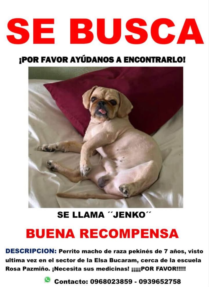 AlertaMePerdi's tweet photo. #PERDIDO #DURAN
Nombre: #JENKO
Fecha: 28/08/25
Sector: Norte, Elsa Bucaram, cerca de la Escuela Rosa Pazmiño 
Sexo: Macho
Raza: Pekinés
Obsv.: Ojos saltones, pequeño, completamente rapado 
Contacto: 0968023859
SE OFRECE RECOMPENSA
¡Ayúdalo a volver con su familia!
#AlertaMePerdí https://t.co/lfPvXdLpLW