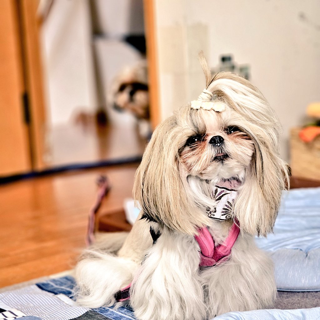 しおまめはなちゃん🐾̑̈‎´(◍•㉦•◍)๑ﾜﾝ! (@lovesiomame0013) / X