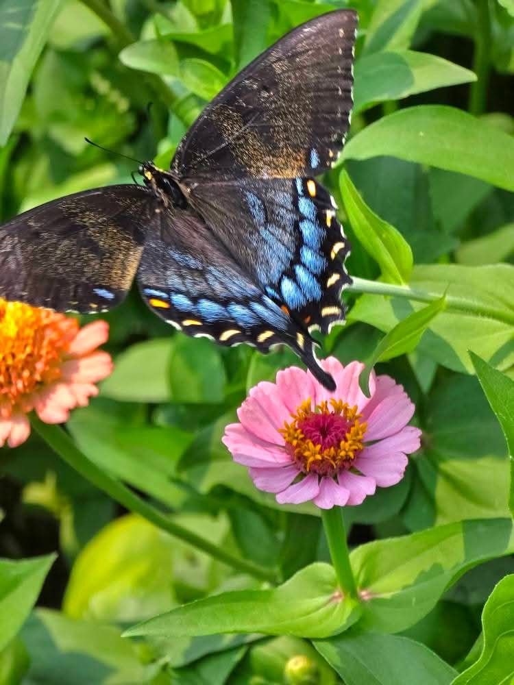 JulieParker144's tweet image. Nature is MIRACLES all around us... eggs become chickens. Catipillars become butterflies, so who are we to doubt what we can become?  #SelfEmpowerment #PersonalGrowth #LifeCoaching