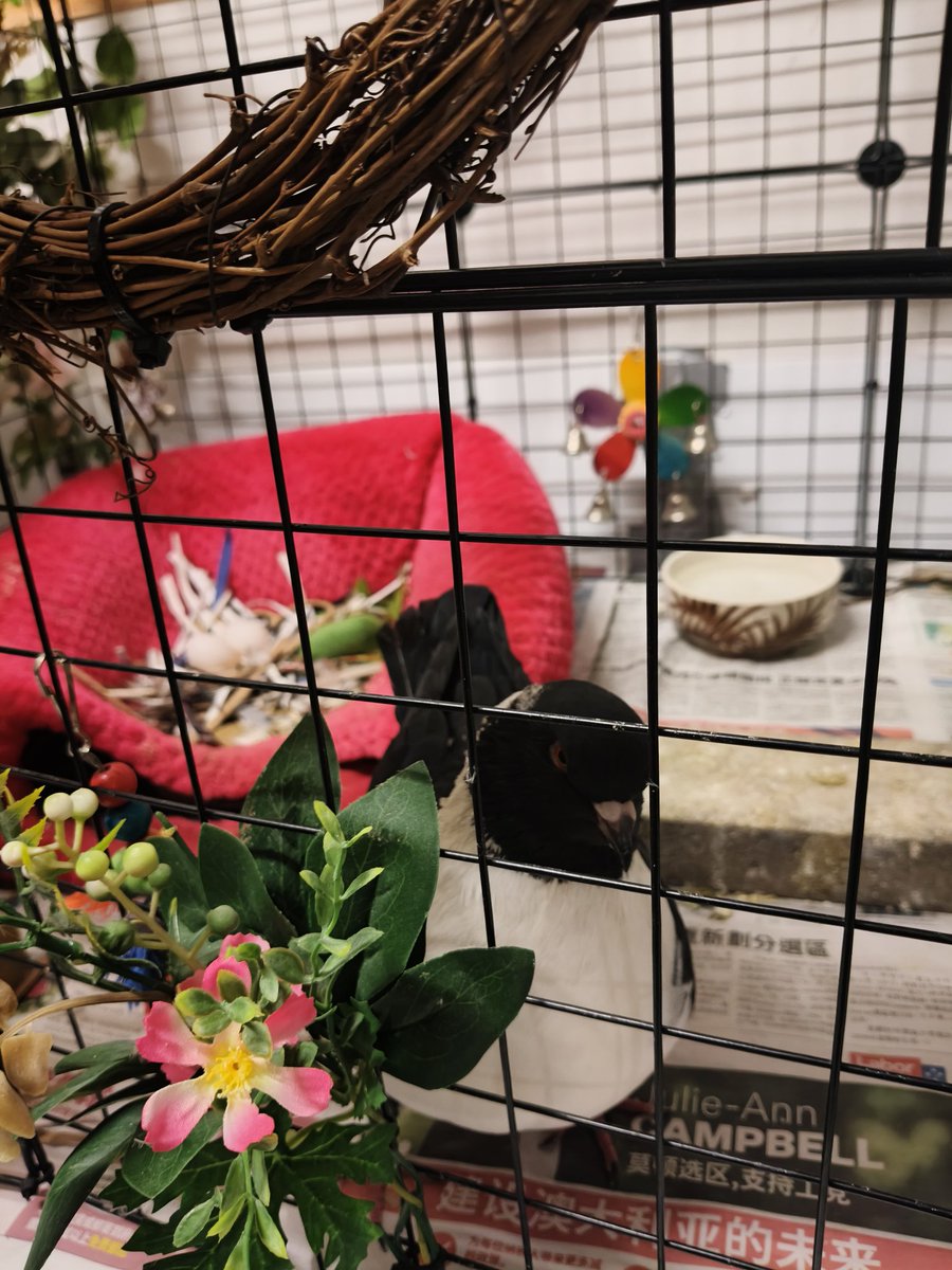 deepc_cryptid's tweet image. Monroe: &quot;Go on, I dare you to open this cage door up.&quot; 

#pigeon