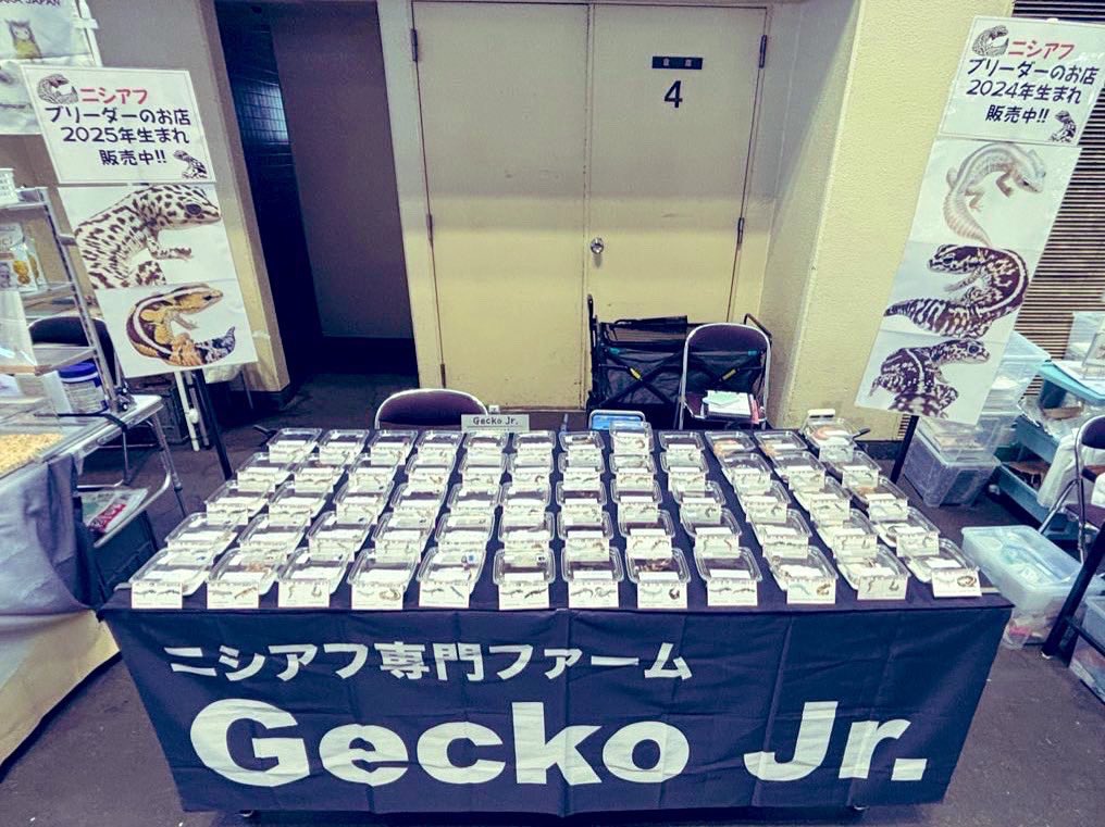ジュニア(Gecko Jr.) tweet media