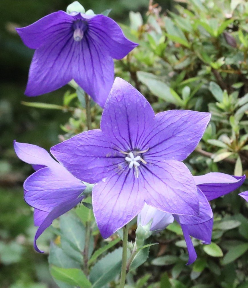 桔梗さま おまとめページです❤ 尾崎紀一 on X: 