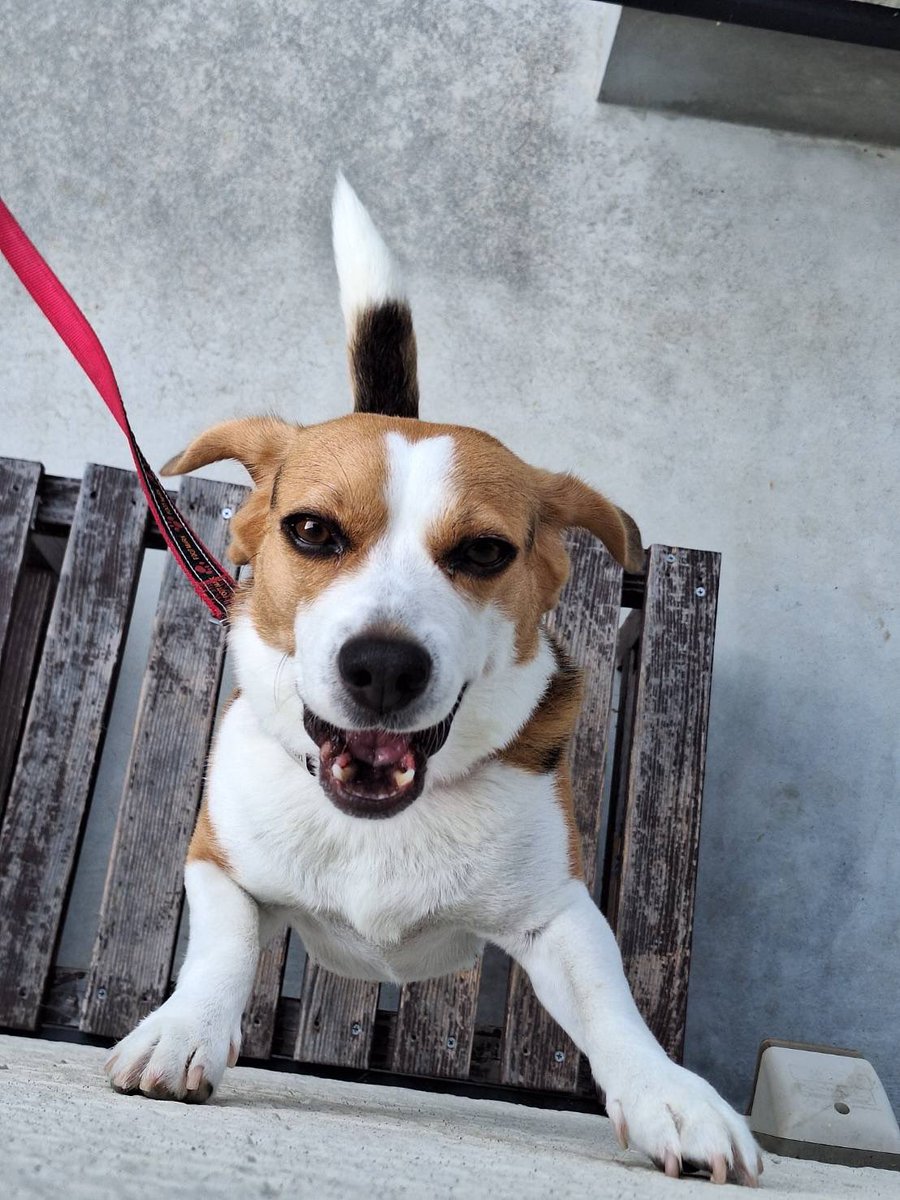 🐶「可愛いあたちが来ましたよ❤️」
🐶「おいもしゃん、くださーい！」