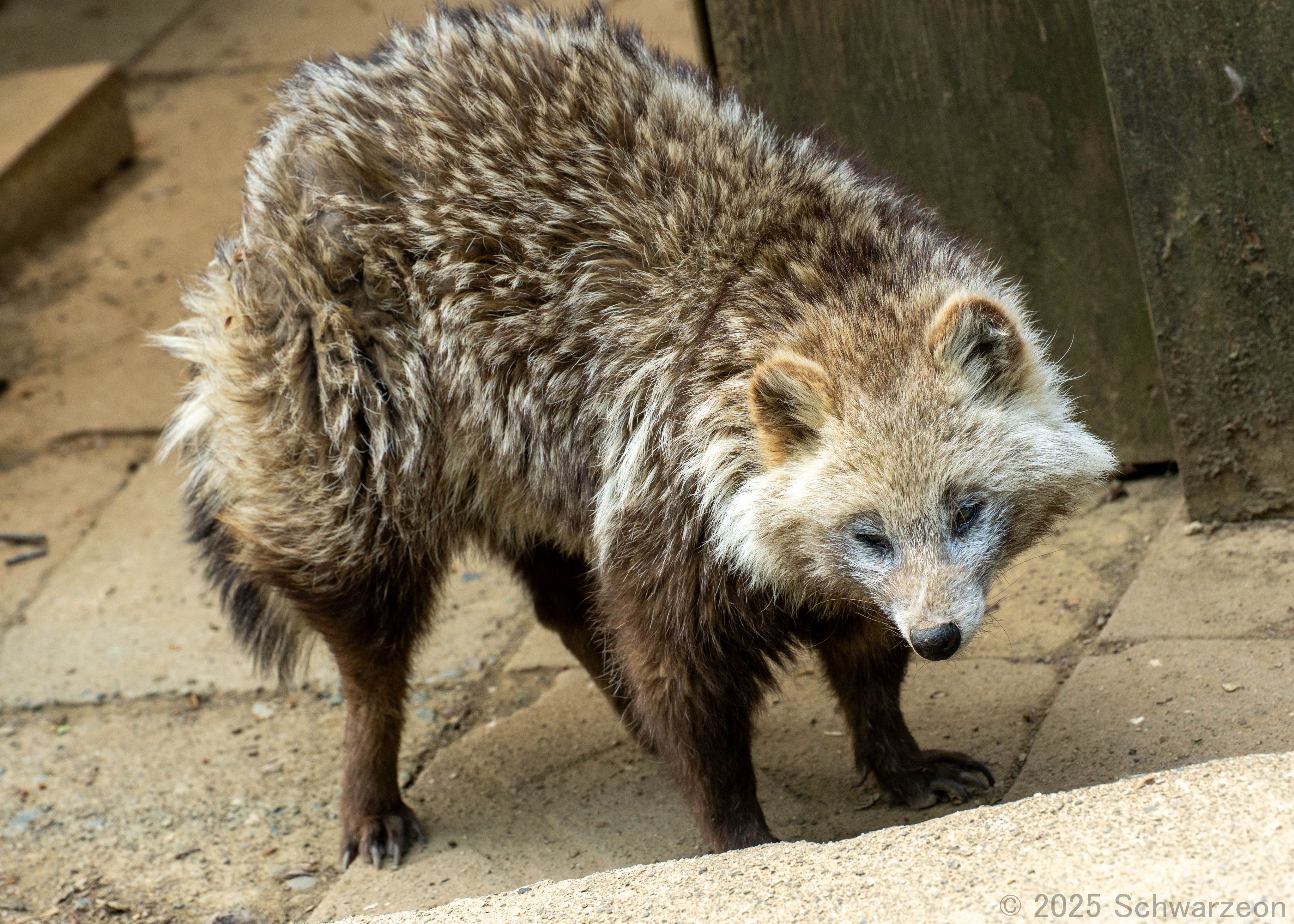 たぬき様 31g7CGpOhrL.jpg_BO30,255,255,