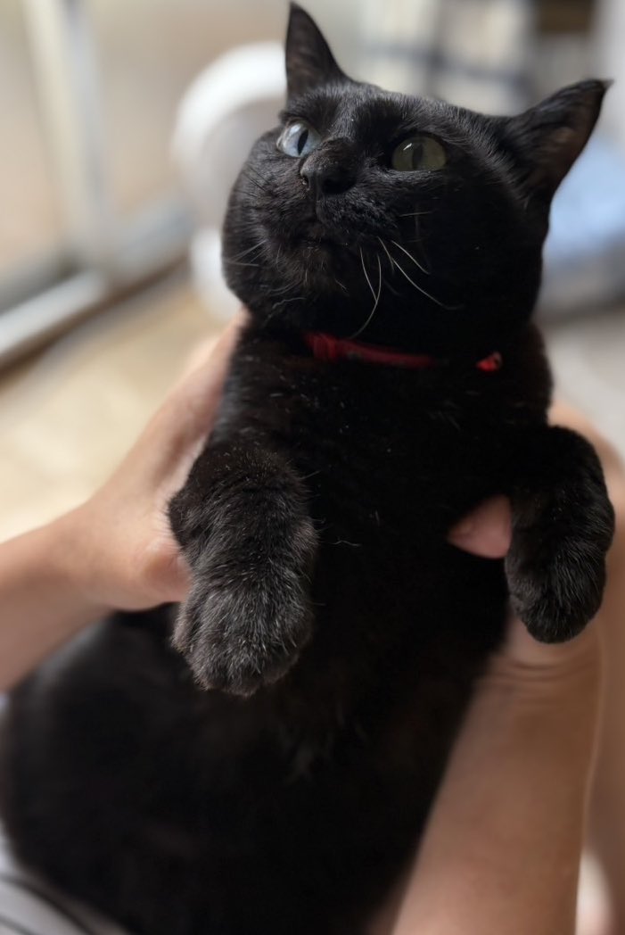 黒猫くうちゃん💗🐈‍⬛🐈🐈🐈 (@ix771uq4) / Posts / X