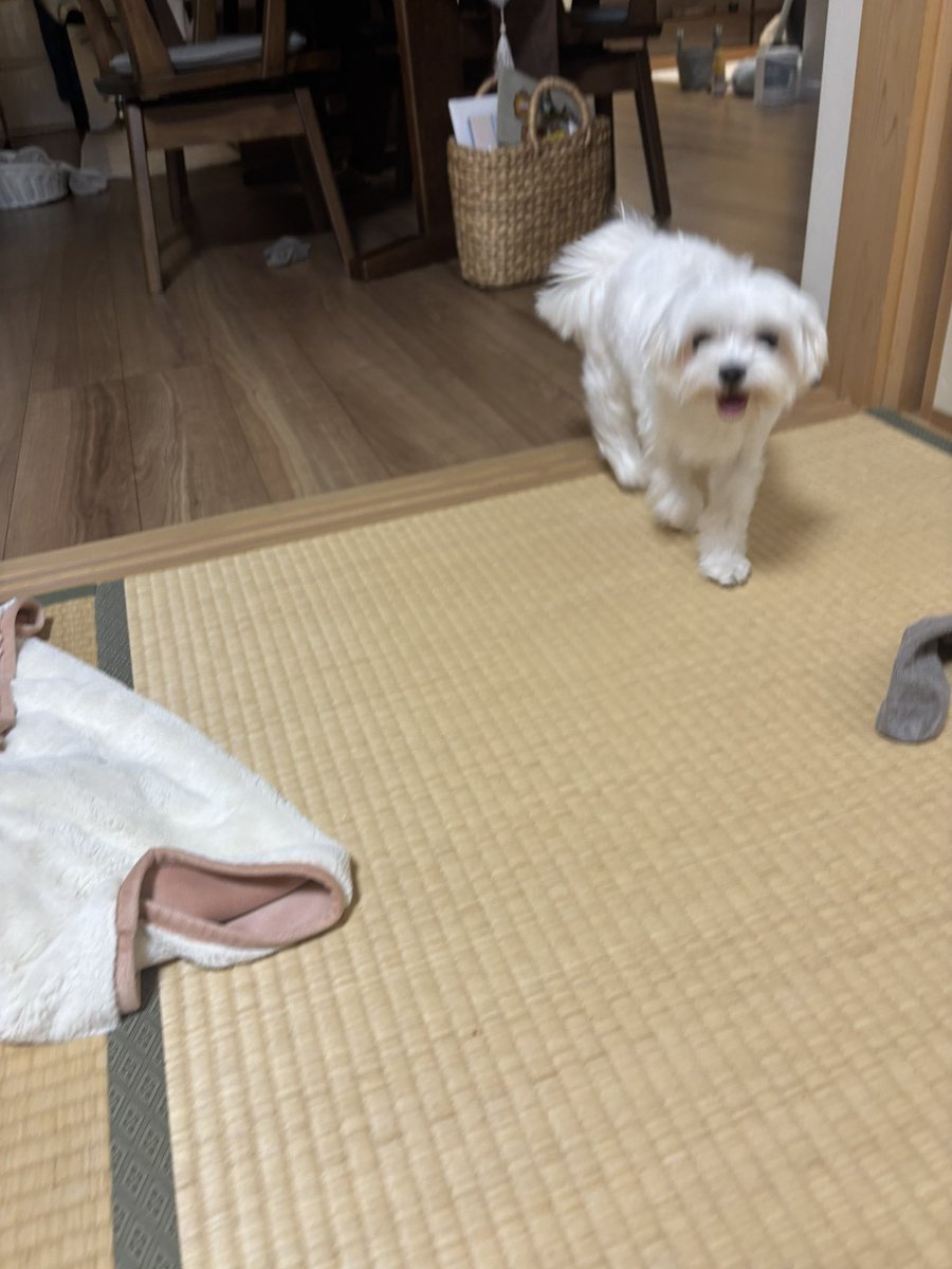 いぬが こちらへ ちかづいてくる
 #マルチーズ
