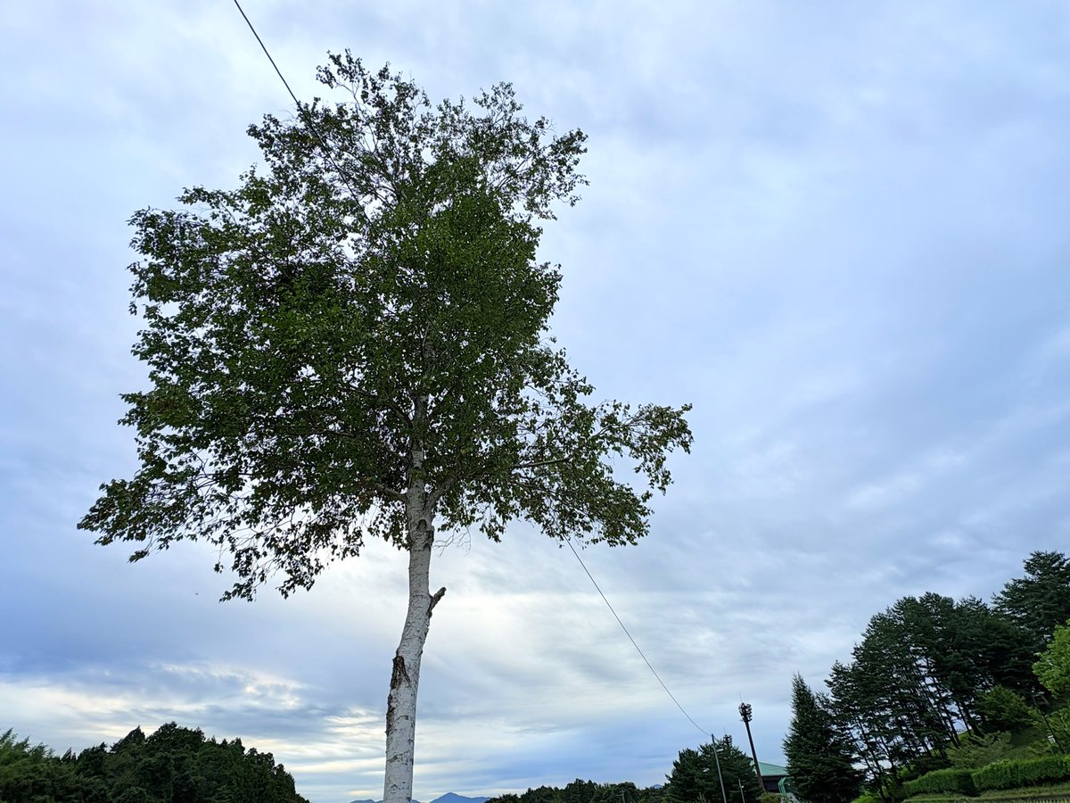 おはようございます😃🏡
木曜日〰️#朝散歩🚶‍♀️♪
太陽のｵﾊ! は無いけど21℃の涼しい朝🎐☺️☁️☁️
週の後半も頑張って参りましょう😎੭

季節の変わり目🍂急なお天気の変化で体調崩さないように🫠
今日も良い一日を🤗🌼🍃

朝には #朝顔 が似合うﾈ💕
#朝空 #いま空 #花風景
#二本松市 #空ネット #シェア天