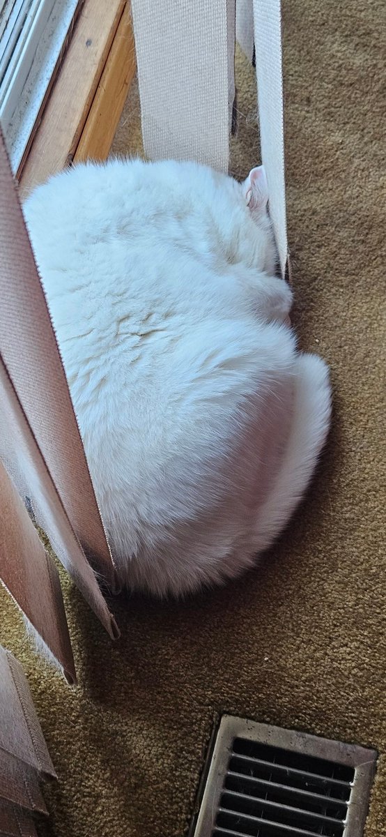 jordangeville's tweet image. First day of school.  Grade meow.  #CatsofTwitter #modelcat #firstdayofschool