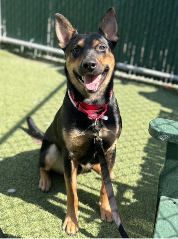BeeDoDoobieDo's tweet photo. Meet the MUFFIN (man)🫐
an old Frank Zappa song for those who know...
"Some people, some people like cupcakes exclusively"🎵🎸🎶
Meet your very own MUFFIN🫐in Manhattan, he is looking for a brand new family! Adoption event on Sunday, Sept. 7th ~ see below!
https://t.co/TFqaGQBHis