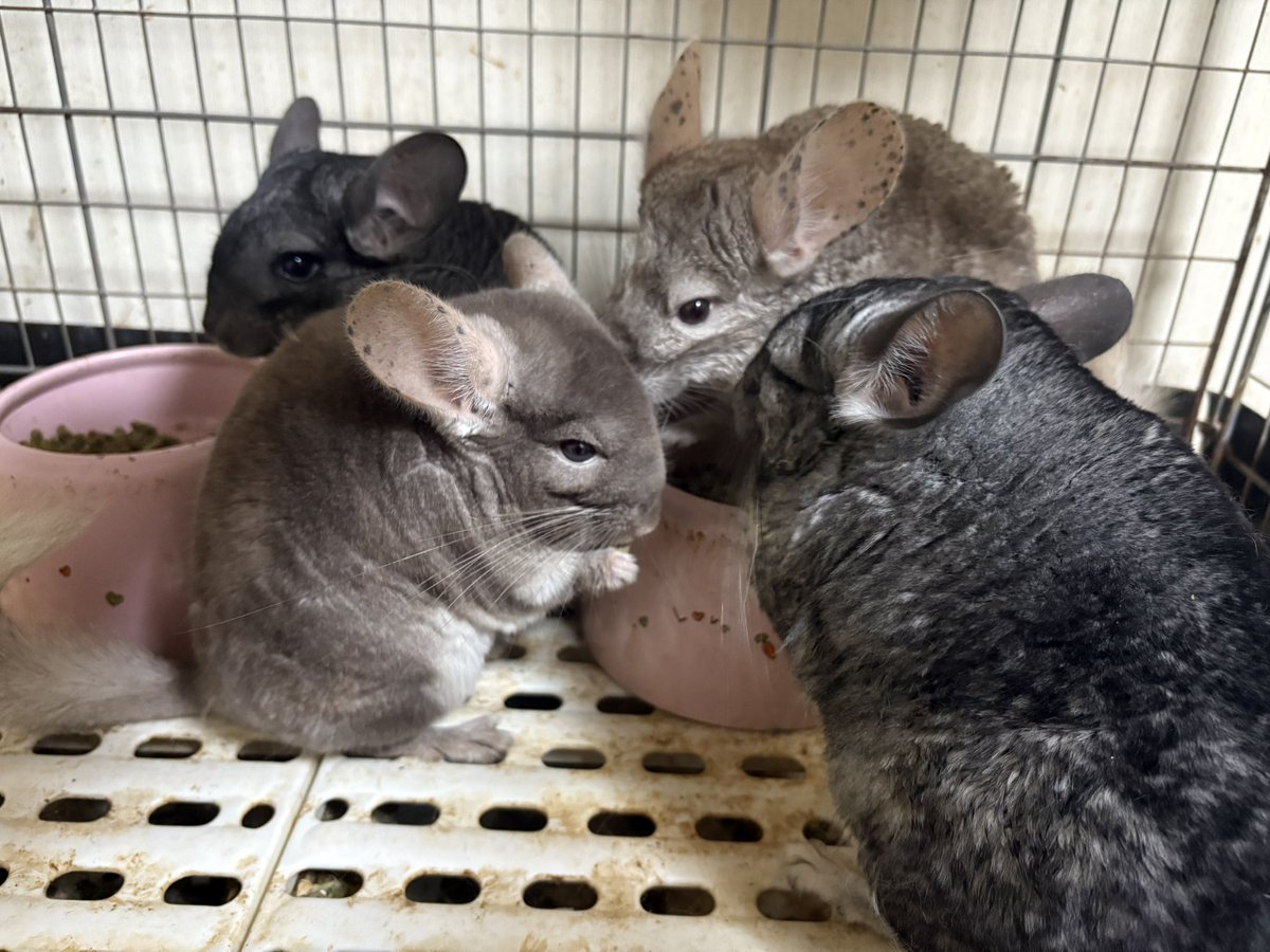 RICO_chinchilla's tweet photo. 皆で仲良くもぐもぐタイム
 #チンチラのいる暮らし 
 #チンチラ https://t.co/KadbA4pOgr