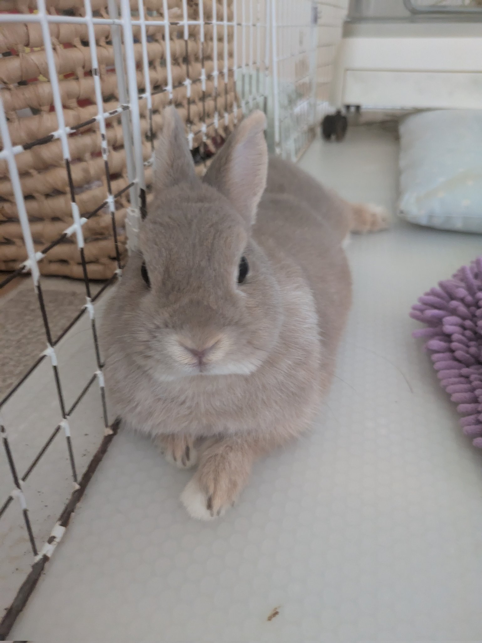 うさぎ maxresdefault.jpg