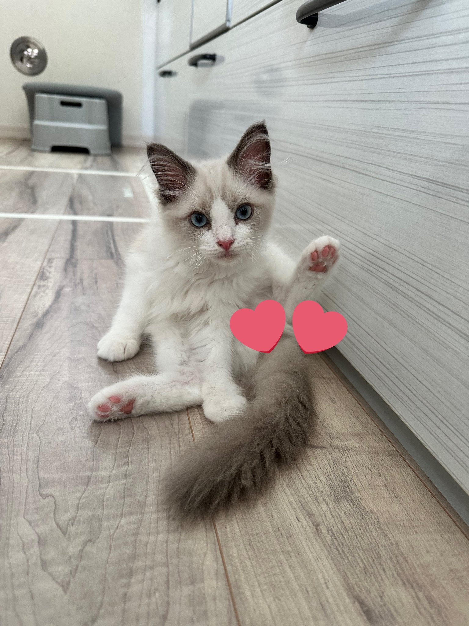 そらページ　つる薔薇　猫　（小鳥追加） しらす🐟どんぐり🐿️はんぺん🍢 on X: 