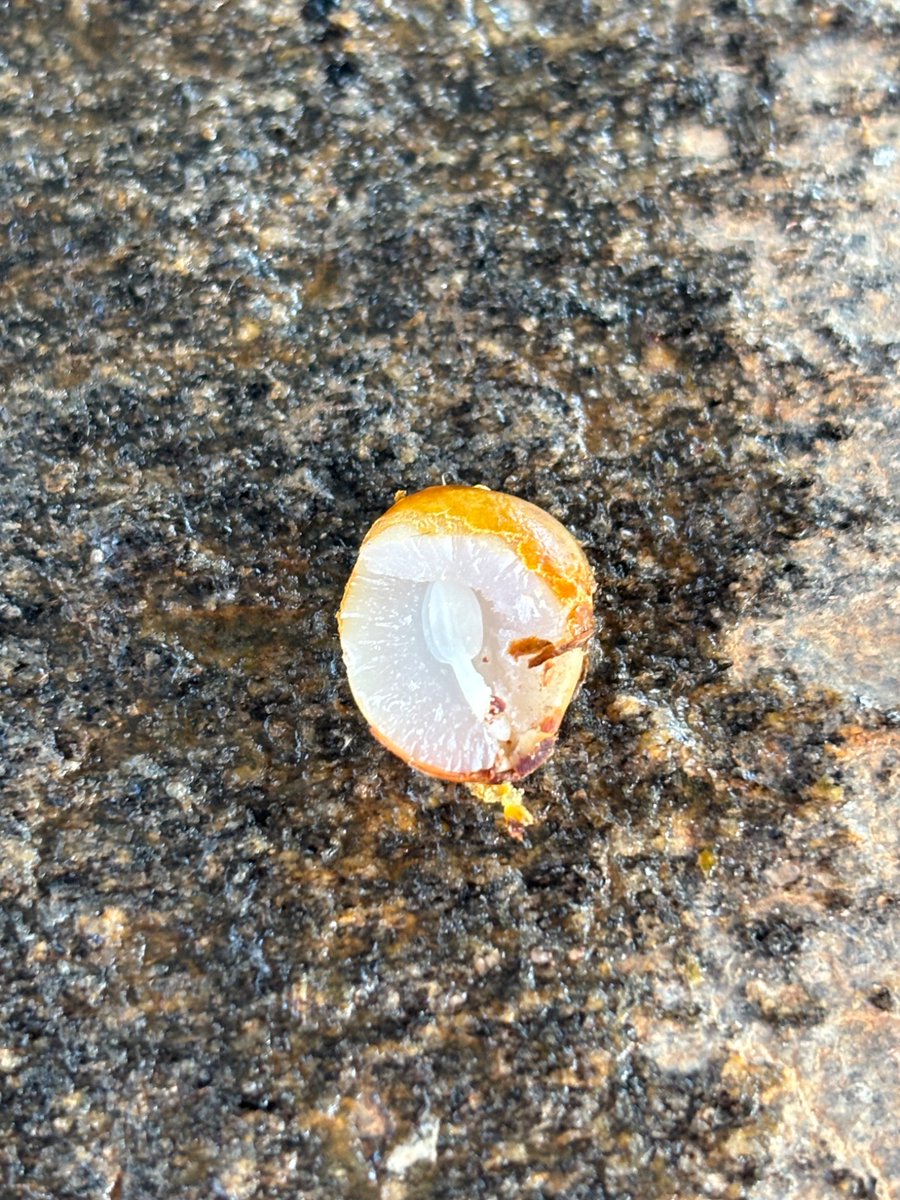 Persimmon seed forecast for winter.

Spoon shape snow shovel,
Knife shape is warm and cold spells.
Fork shape warm.

Locate a tree near you for the local weather.
