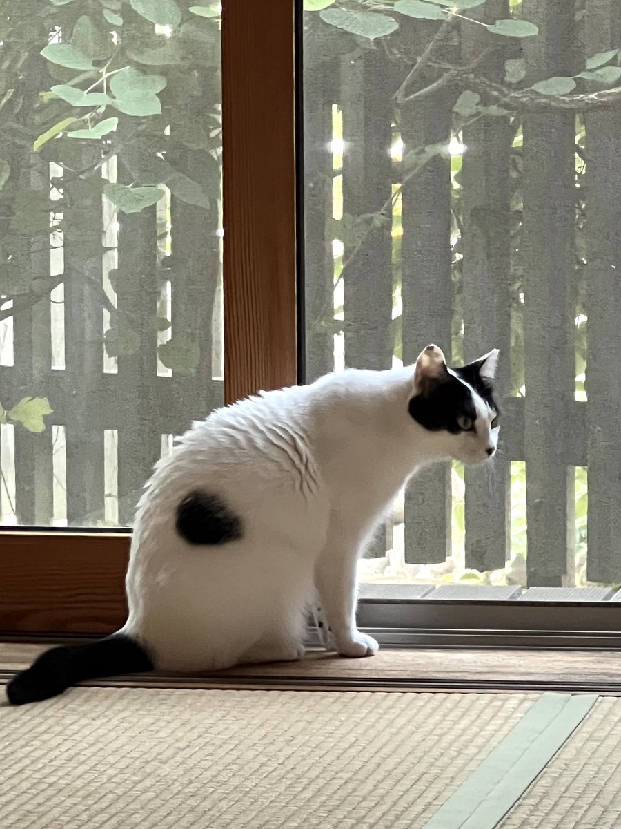 おはようございます。
朝はちょっとだけ風が来るようになりました。
今日こそ雨が降る！と思ったら台風ですか。