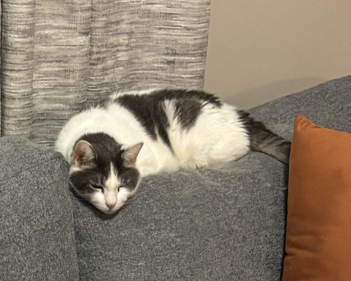 Our dear boy Alonso died today, unexpectedly, an hour after a routine trip to the vet. I hope you're there to welcome him with open arms, <a href="/SuzzanneBennett/">Suzzanne Bennett</a>.