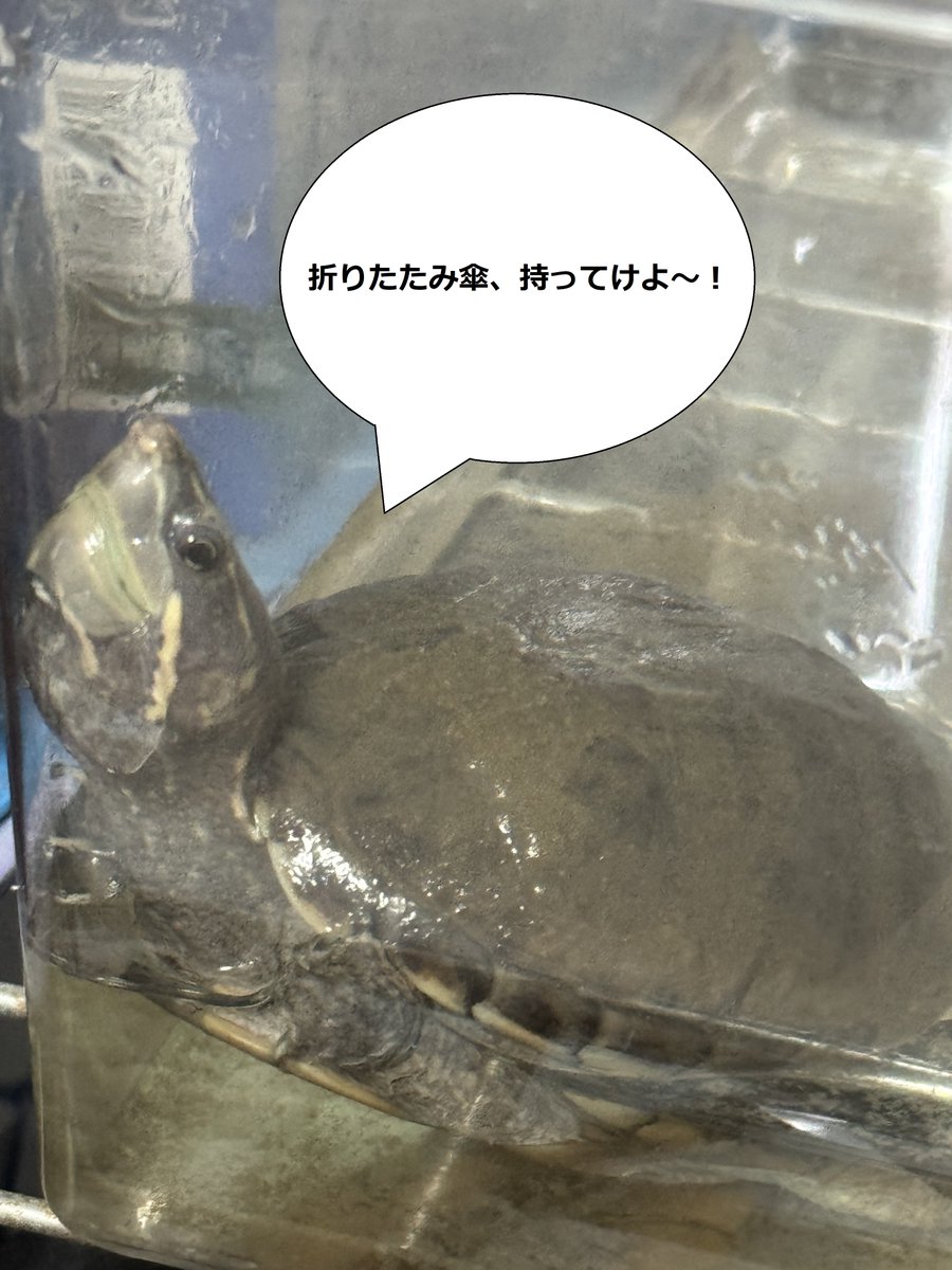 今日、9月4日は「くしの日」だそうです。
日付を「く(9)し(4)」と読む語呂合わせからだそうです。
という事で、今日も頑張って行きましょう～！

#カメ
#カメ様の一言
#企業公式つぶやき部
#もくようび