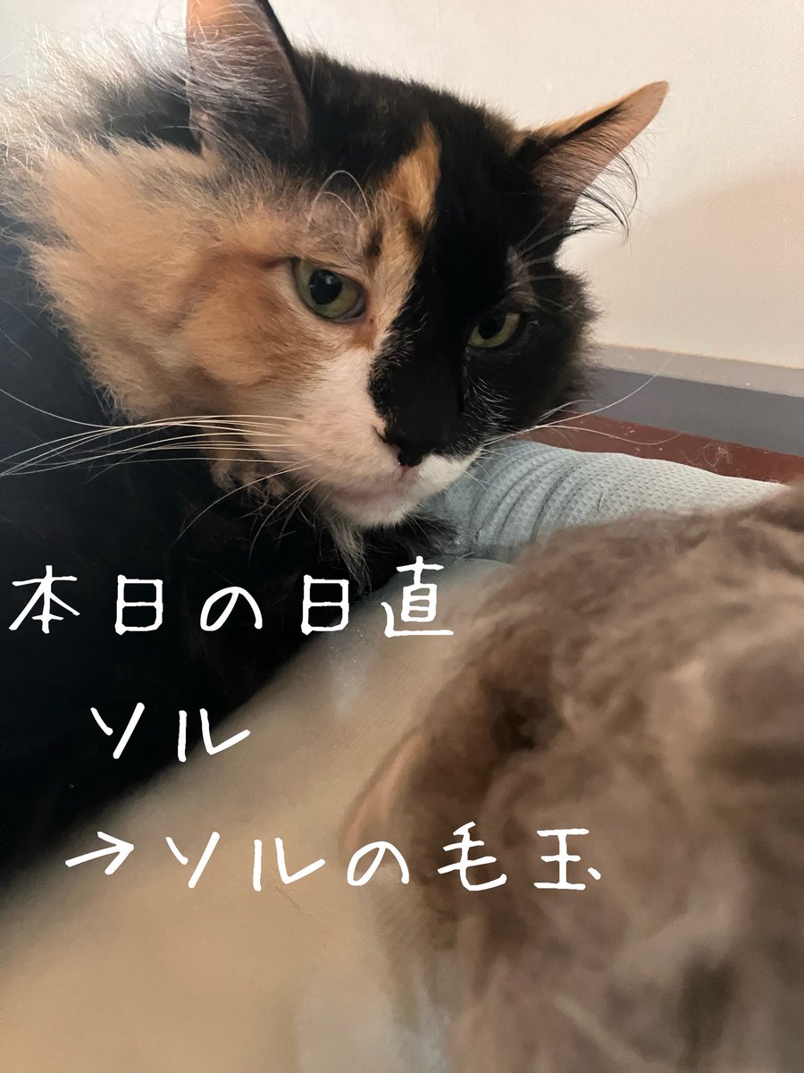 ねこたまご - Search / X