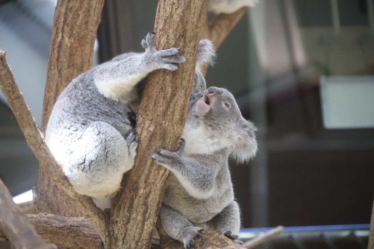 コアラ様♡専用 えむ on X: 