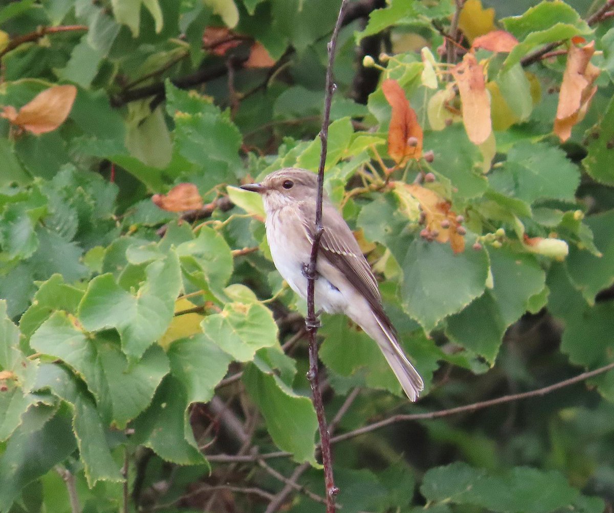Mid day 3rd Sept  west mersea 2rd day refound by D Urquhart (his photo) spotted flycatcher 
Seen back of feldy view cemetery moving nearby to flycatcher corner ( path to seawall next to caravan park, (waste area before corner)it was with a willow Warbler 
 <a href="/EssexBirdNews/">EBwS Bird News</a>