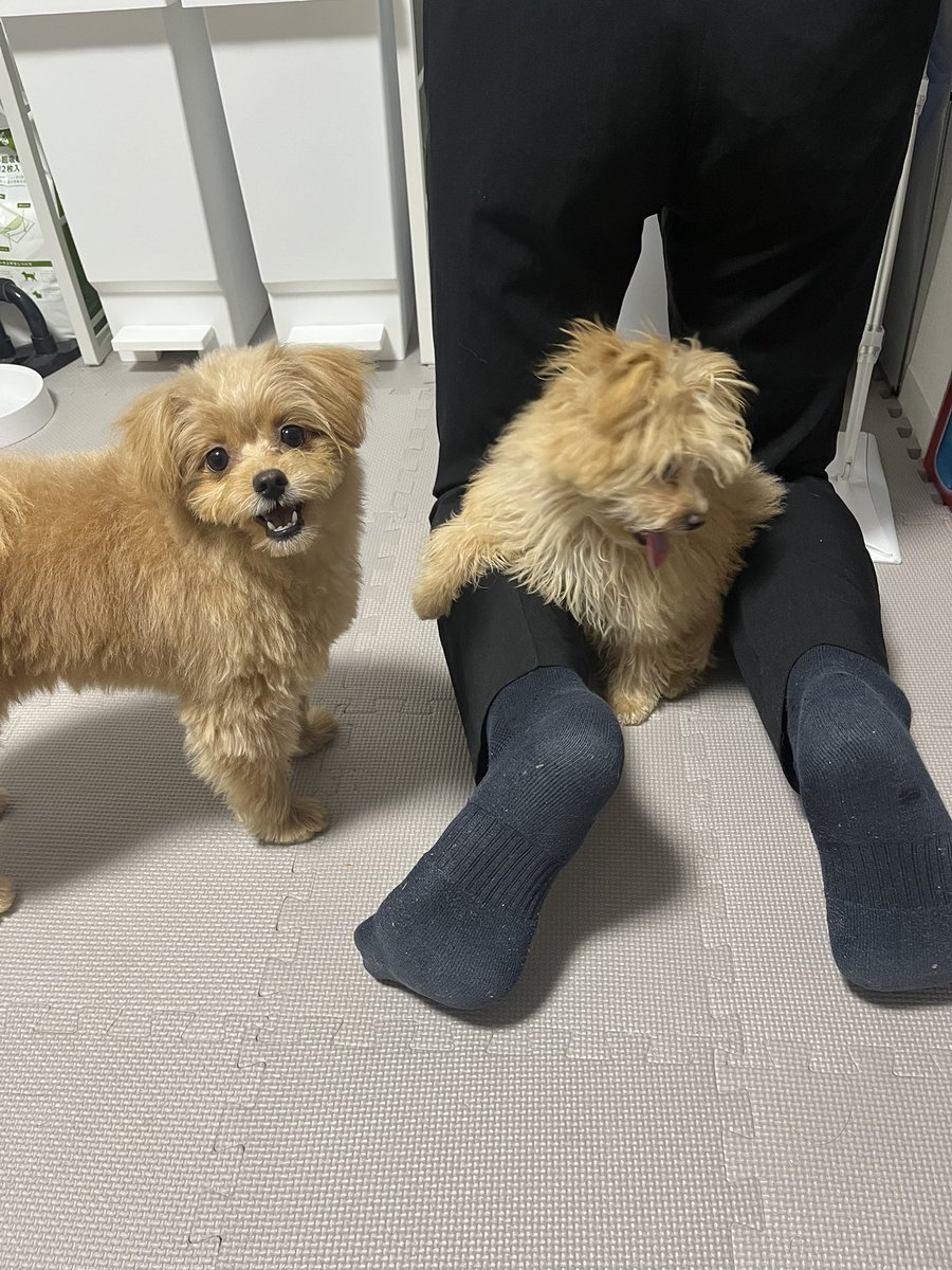 mochikome41928's tweet image. 朝から元気なイッヌ

#ポメプー #pomapoo #MIX犬 
#犬のいる暮らし #犬好きさんと繋がりたい